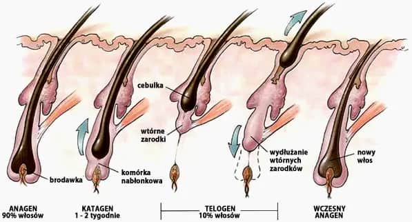 Wypadanie włosów po depilacji laserowej: kiedy i jak to wygląda?